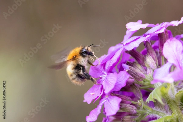 Obraz Common Carder Bumblebee (Bombus pascuorum) on a Pink Flower