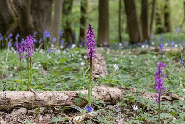 Obraz Early-Purple Orchid (Orchis mascula) in Spring