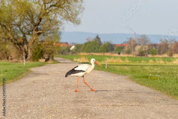 Fototapeta A stork walking across a field path in the nature reserve "Die kleine Qualle von Hergershausen" near Dieburg and Münster