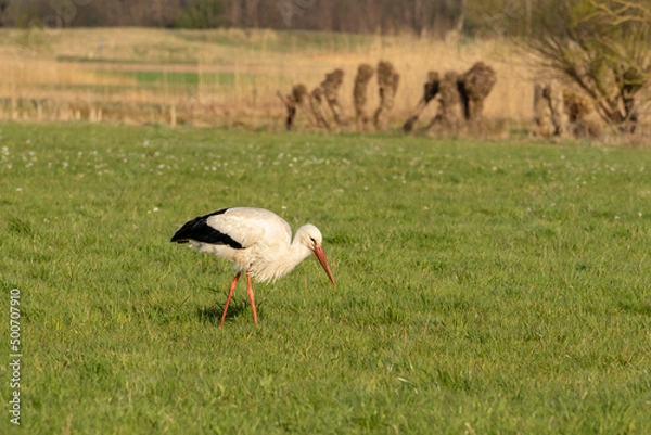Fototapeta A stork standing on a rich green meadow and searching for food in the nature reserve "Die kleine Qualle von Hergershausen" near Dieburg and Münster