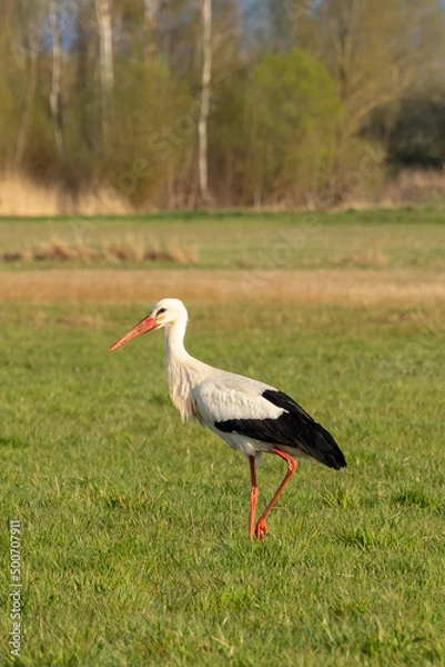 Fototapeta A stork standing on a rich green meadow and searching for food in the nature reserve "Die kleine Qualle von Hergershausen" near Dieburg and Münster