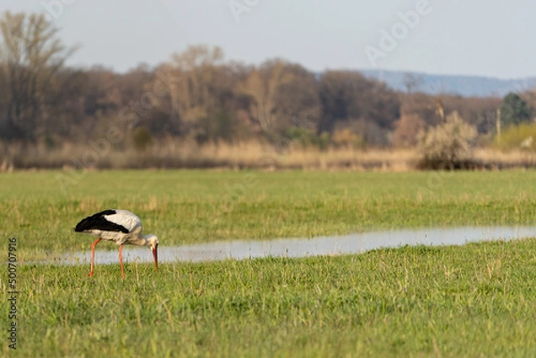 Fototapeta A stork standing on a rich green meadow and searching for food in the nature reserve "Die kleine Qualle von Hergershausen" near Dieburg and Münster