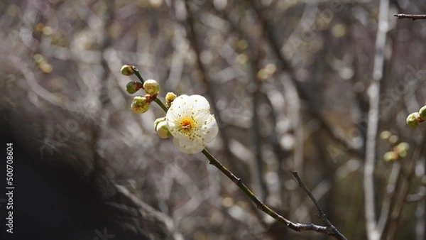 Fototapeta 白い梅の花