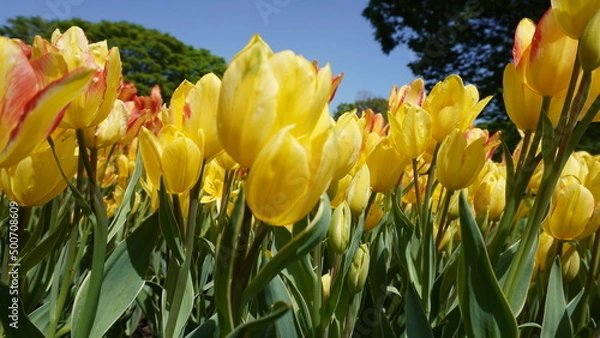 Obraz 黄色いチューリップ