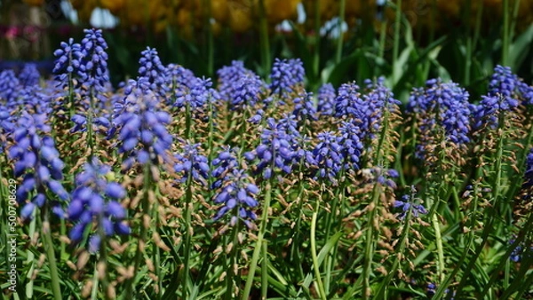 Obraz ラベンダー