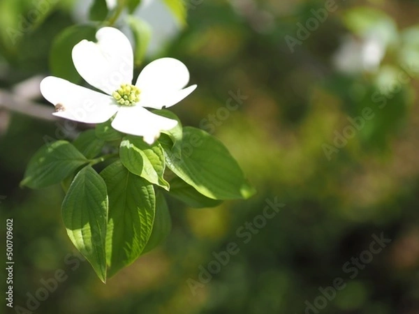 Obraz 春の暖かな日差しを浴びるハナミズキ