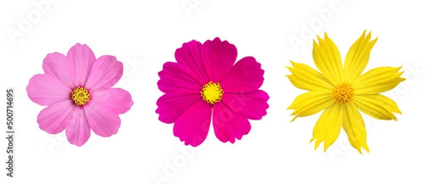 Fototapeta isolated pink, purple and yellow cosmos flower with clipping paths.	