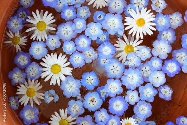 Fototapeta ネモフィラ　