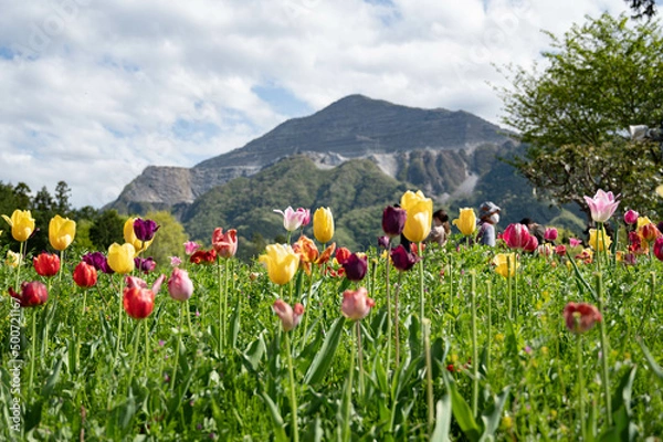 Obraz チューリップと武甲山