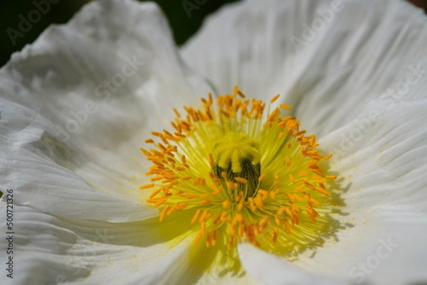 Fototapeta アイスランドポピー