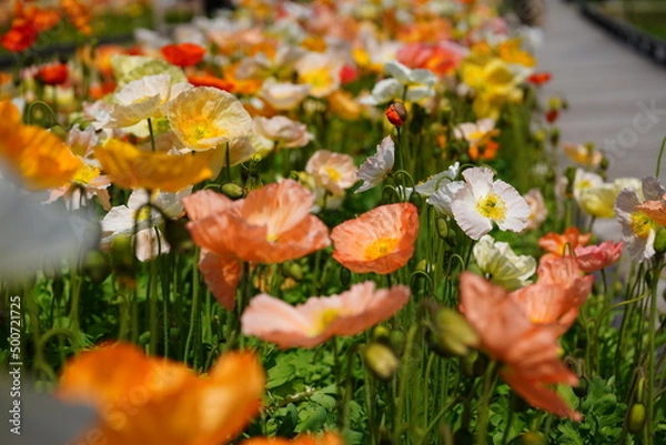 Fototapeta アイスランドポピー