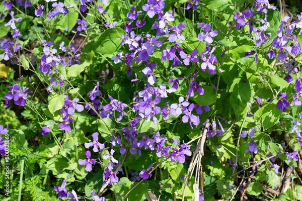 Obraz ショカツサイ