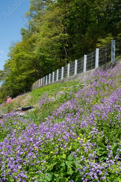 Obraz 田舎の景色