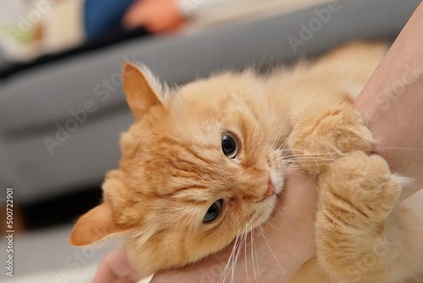 Obraz 怒っている猫（マンチカン）