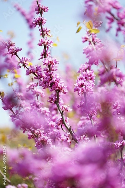 Fototapeta 桃の花