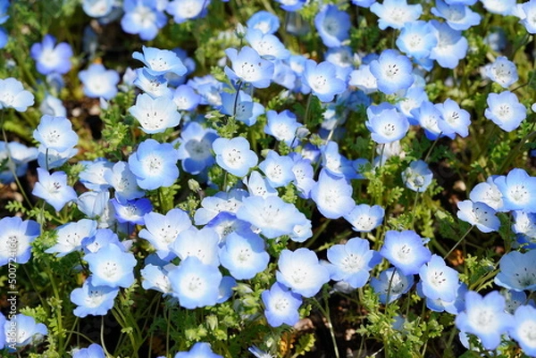 Fototapeta ネモフィラ　
