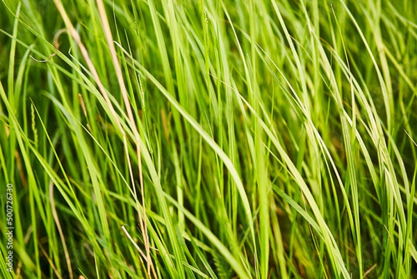 Fototapeta The beginning of the spring season. Young grass crops are springing up in the fields. The concept of agriculture