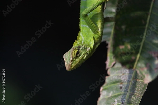 Obraz a chameleon perched on a tree branch