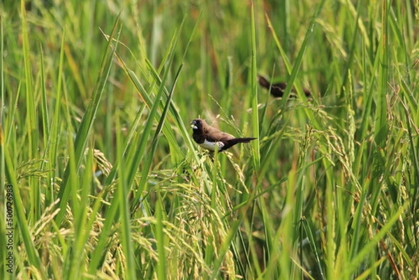 Obraz two sparrows are eating rice seeds in the rice fields.