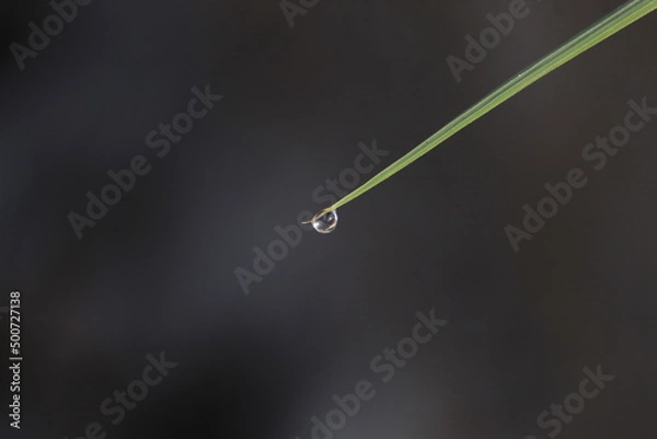 Obraz A drop of dew on the tip of a leaf is photographed in the morning
