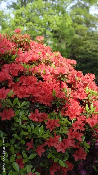 Obraz 赤いつつじ