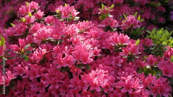 Obraz ピンクのつつじ