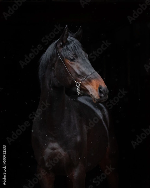 Obraz Portrait of a beautiful black horse on black background isolated, head closeup.