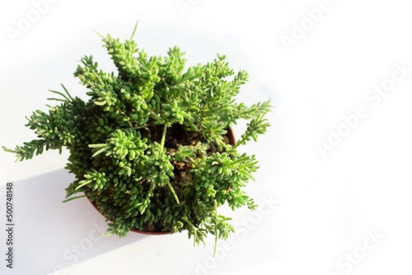 Obraz Ripsalis mesembryanthemovy (Rhipsalis mesembryanthemoides). Photo of a plant from above on a white background. An unusual plant for the home. Unpretentious interesting cacti, care and reproduction.