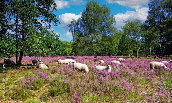 Obraz Scenic heath land landscape with herd of sheep grazing in glade of dutch forest  with purple blooming flowering heather erica calluna vulgaris flowers - Venlo, Netherlands, Groote Heide