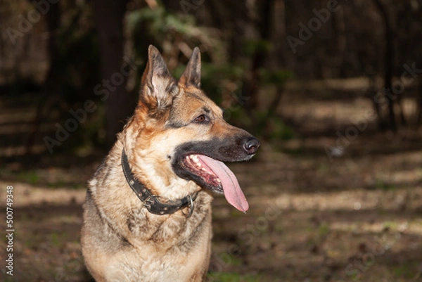 Fototapeta A dog on the background of the forest. A dog in the woods. A shepherd in the forest. A dog on a walk in the woods.