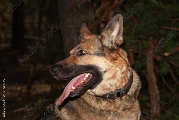 Fototapeta A dog on the background of the forest. A dog in the woods. A shepherd in the forest. A dog on a walk in the woods.