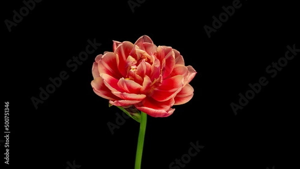 Fototapeta tulip blooming and withering, time lapse, on a black background, 4k video. Wedding backdrop, Valentine's Day concept. Birthday bunch