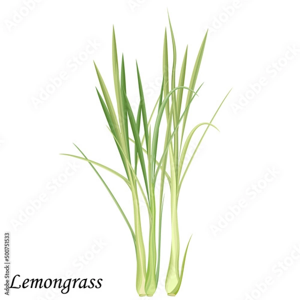 Obraz Lemongrass green bush, realistic vector illustration.