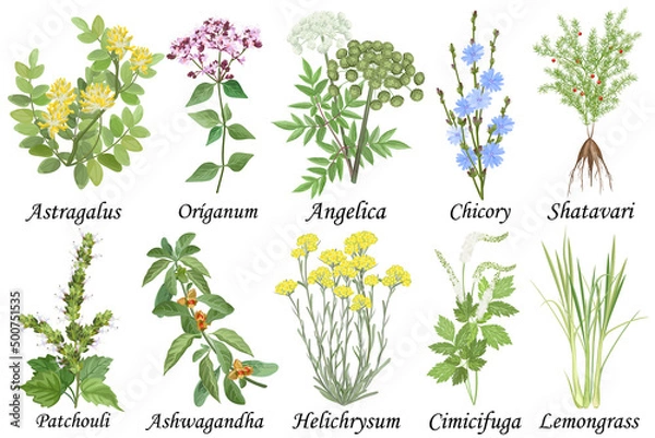Obraz Medicinal and healing herbs collection. Hand drawn set of botanical vector illustrations, isolated on white.