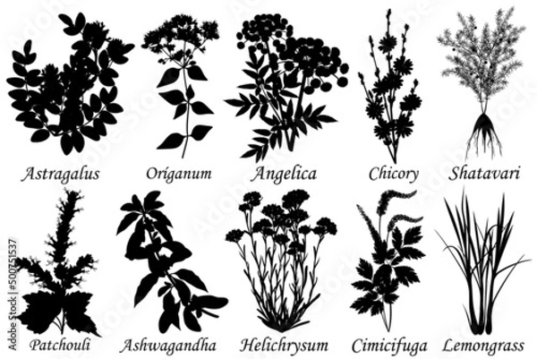 Obraz Medicinal and healing herbs, set of botanical vector silhouettes. 