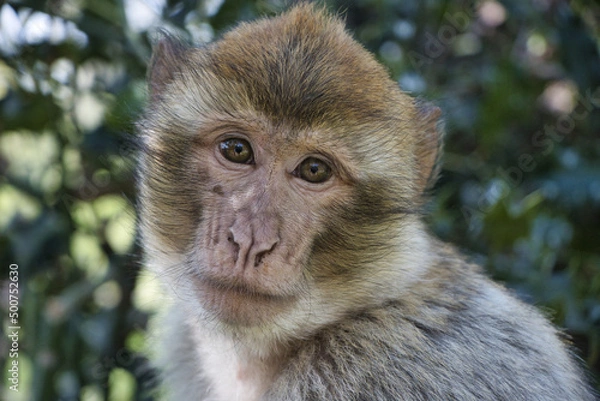 Obraz Monkey / Affe / Portrait
barbary macaque