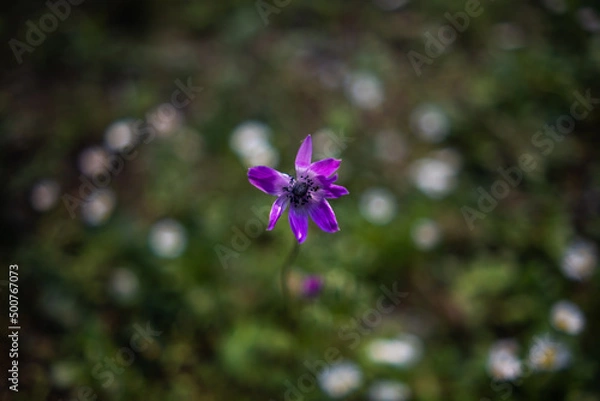 Fototapeta Undergrowth flower in forest.
macro photography
