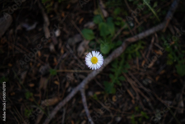 Fototapeta Undergrowth flower in forest.
macro photography
