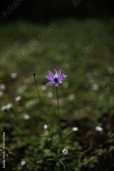 Fototapeta Undergrowth flower in forest.
macro photography
