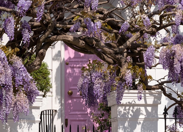 Obraz Wisteria in full bloom growing outside a house with pink door in Kensington, London. Photographed on a sunny spring day.