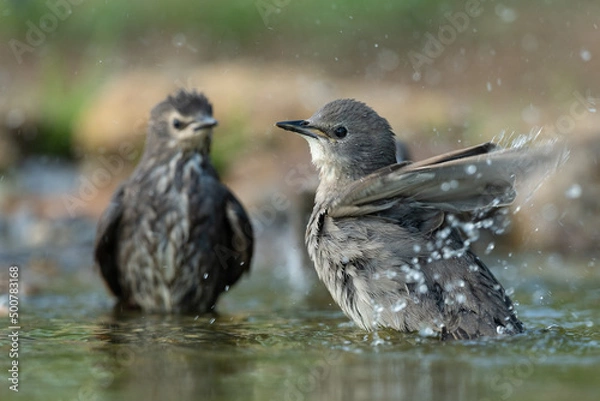 Obraz Common starling bathing in a puddle