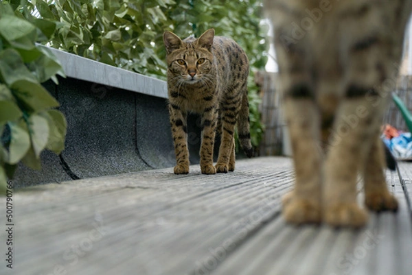 Fototapeta Savannah Katze