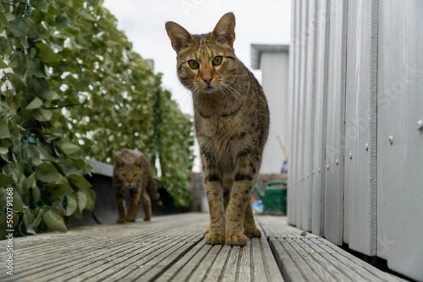 Fototapeta Savannah Katze