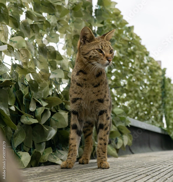 Fototapeta Savannah Katze