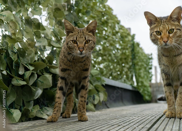 Fototapeta Savannah Katze