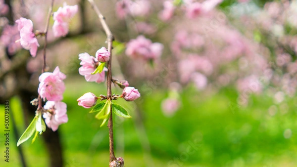 Obraz 春のイメージ