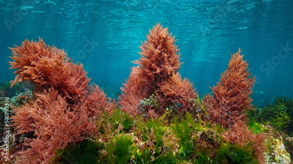 Obraz Red and green algae with blue water, underwater colors in the ocean  (mostly Asparagopsis armata and Ulva lactuca seaweeds), eastern Atlantic, Spain
