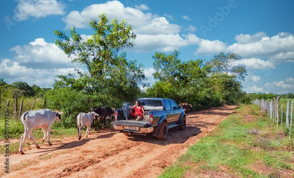 Obraz Woman sits in the back of a pickup truck with a dog and suitcase as free-roaming cows walk past her, all on a typical red sand road in Paraguay..