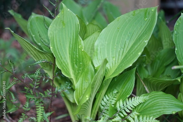 Obraz Hosta ventricosa