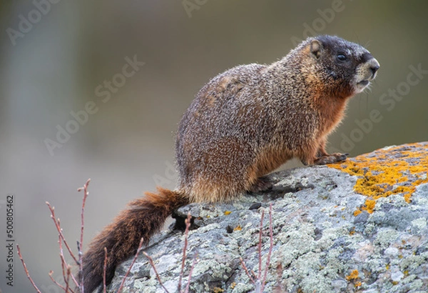 Fototapeta Yellow Bellied Marmot